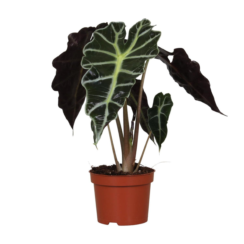 Alocasia Amazonica Polly, Ø12cm, ↕30cm - Tropische Eleganz für Ihr Zuhause
