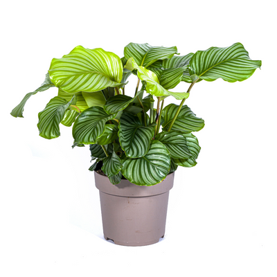 Calathea Orbifolia Ø27cm - Große Blätter, silbrig-grün, pflegeleicht