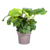 Calathea Orbifolia Ø27cm - Große Blätter, silbrig-grün, pflegeleicht Bild 1