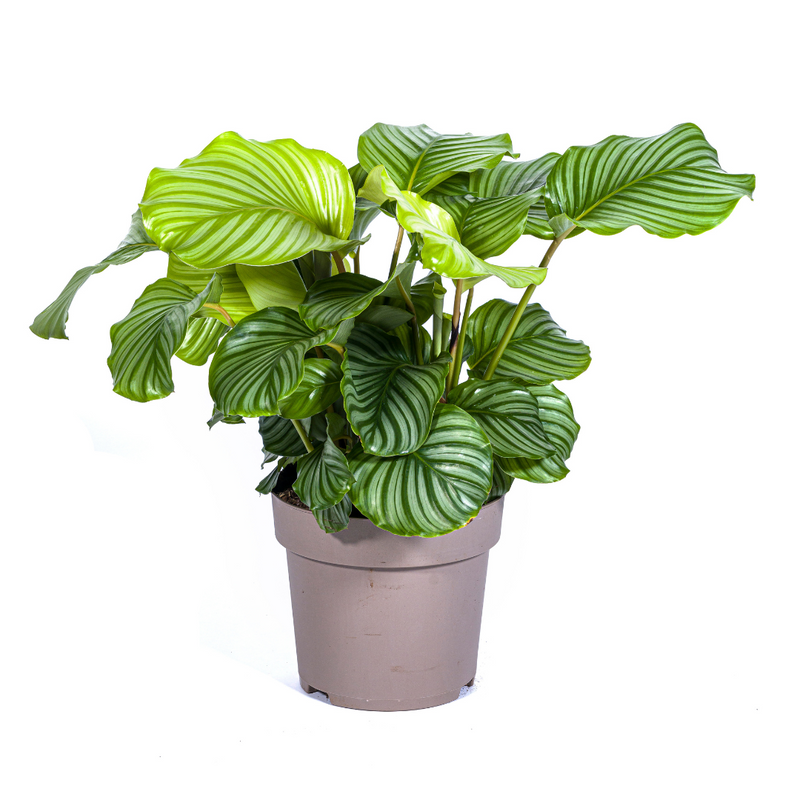 Calathea Orbifolia Ø27cm - Große Blätter, silbrig-grün, pflegeleicht