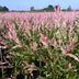 4x - Salix Flamingo - Ø23cm - ↕140-160cm Bild 5