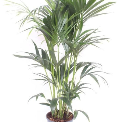 Howea Forsteriana - Kentia-Palme - Ø24cm - ↕130cm