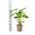 Monstera Deliciosa Tauerii Ø19cm - ↕70 - 90cm Bild 7