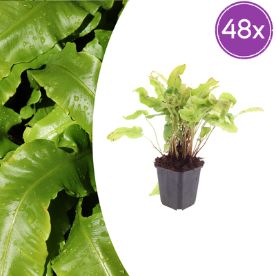 48x Hirschzungenfarn (Asplenium scolopendrium) - 10-25cm