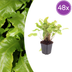 48x Hirschzungenfarn (Asplenium scolopendrium) - 10-25cm Bild 1