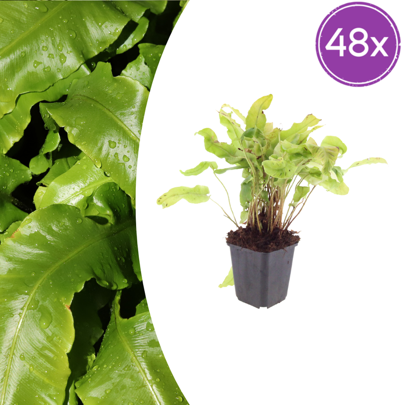 48x Hirschzungenfarn (Asplenium scolopendrium) - 10-25cm