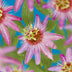 GreenboutiQ Passion Flower 'Anastasia' - Pink, easy to care for, 2 plants Bild 4