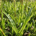 12x Japan-Segge 'Aureovariegata' – 10-25cm – Ø9cm Bild 6