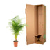 Areca-Palme (Dypsis Lutescens) Ø21cm | Höhe 130cm Bild 7