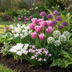 500x Frühlingszwiebel 'Garden Pink' - Blütezeit März-April, Zwiebelgröße 10/12 Bild 2