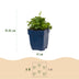 Green boutiQ - Perennial - Campanula portenschlagiana Tricolour - Peachleaf Bellflower - Ground Cover - Purple - Pink - White - 6 Plants - Pot 11cm - Height 15-25cm Bild 2