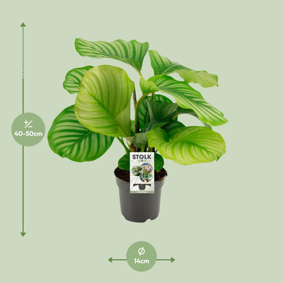Calathea Orbifolia Zimmerpflanze, Ø14cm Topf, 45cm hoch