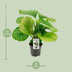 Calathea Orbifolia Houseplant, Ø14cm pot, 45cm high Bild 2
