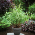 Green boutiQ Bambus 'Asian Wonder' - 18 Pflanzen, Topf 14cm, 35cm hoch Bild 4