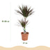 Dracaena Magenta: pflegeleichte Zimmerpflanze mit roten Stämmen Bild 3