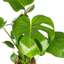 Monstera Deliciosa Tauerii Ø17cm - 50-70cm hoch Bild 4