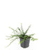 48x Euonymus fort. 'Minimus' - ↕10-25cm - Ø9cm Bild 3