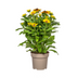 Rudbeckia Summerina Ø19cm - 45-60cm Höhe: Lebhafte Blütenpracht für Ihren Garten Bild 1