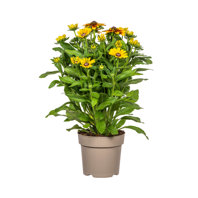 Rudbeckia Summerina Ø19cm - 45-60cm Höhe: Lebhafte Blütenpracht für Ihren Garten