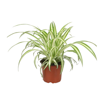 Chlorophytum (Grünlilie) im 12cm Topf, 25cm hoch – Pflegeleicht