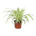 Spider Plant (Chlorophytum) in 12cm pot, 25cm high – Easy to care for Bild 1