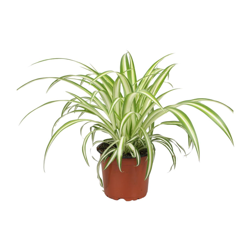 Spider Plant (Chlorophytum) in 12cm pot, 25cm high – Easy to care for
