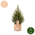 Picea glauca Conica - Zuckerhutfichte - Grün - Weihnachtsbaum - inkl. Jutesack - Ø17cm - ↕65cm Bild 5