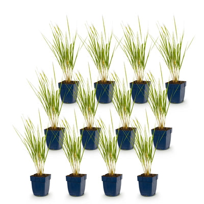 Green boutiQ - Gräser - Calamagrostis Karl Foerster - Schilfrohr - Mit Blüte - Grün - 12 Pflanzen - Topf 11cm - Höhe 15-25cm