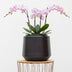 Topf Indigo Vintage Copper D33xH31 - Eleganter Blumentopf Bild 3