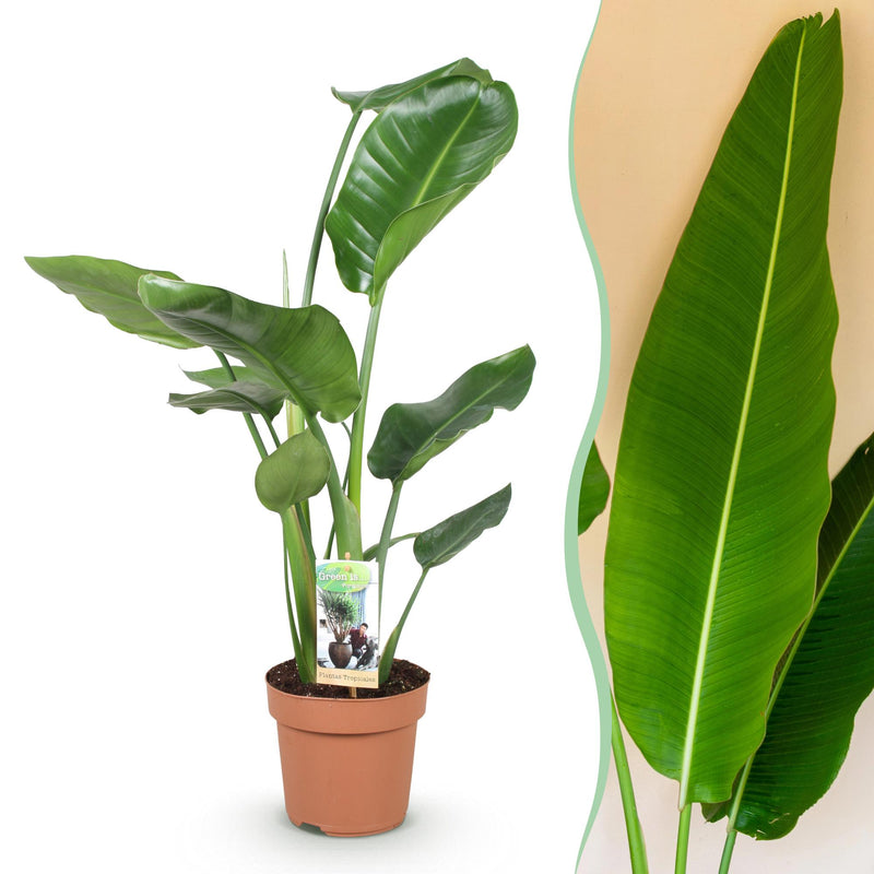 Stelitzia Nicolai Paradiesvogelblume – Wenig Pflege – Topf 17cm – Höhe 70-90cm