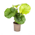 Calathea Orbifolia Ø17cm - Große, silbrig-grüne Blätter - 40-50cm Bild 1