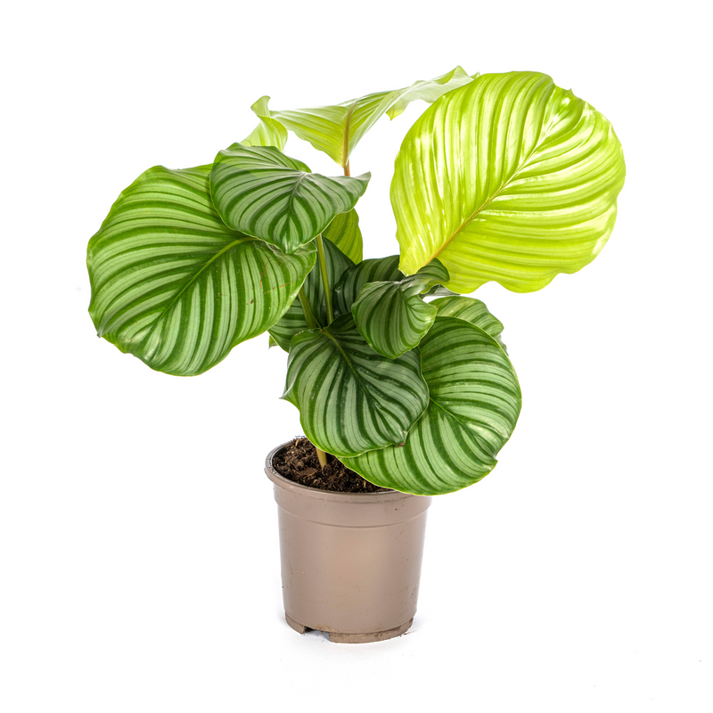 Calathea Orbifolia Ø17cm - Große, silbrig-grüne Blätter - 40-50cm