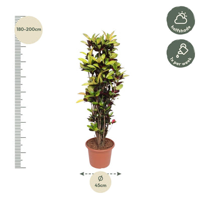 Codiaeum Iceton (Croton) 190 cm - Auffällige Blätter für Ihr Zuhause