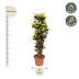 Codiaeum Iceton (Croton) 190 cm - Striking Foliage for Your Home Bild 2