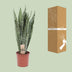 Sansevieria Zeylanica - Schwiegermutterzunge - Ø17cm, ↕70cm Bild 4