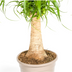 Beaucarnea Recurvata Elefantenfuß Stamm Ø17cm, 40-60cm Bild 4