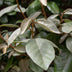 GreenboutiQ Eleagnus ebbingei Compacta Heckenpflanzen - Immergrün Bild 5
