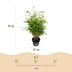 Fargesia Rufa Bamboo - Non-Spreading - 2 Plants - 23cm Pot Bild 3