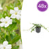 Vinca minor 'Alba' - 48 pieces - 10-25cm - White-flowering groundcover Bild 1