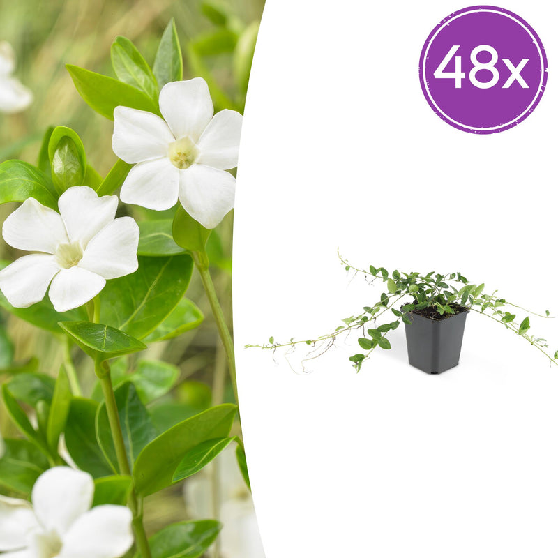Vinca minor 'Alba' - 48 pieces - 10-25cm - White-flowering groundcover