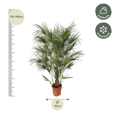 Chamaerops Humilis Zwergpalme - 170 cm - Ø30