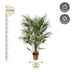 Chamaerops Humilis Zwergpalme - 170 cm - Ø30 Bild 2