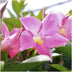 6x Dipladenia Pink (Mandevilla) - Ø12cm Topf, ↕25cm Bild 2
