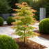 Acer palmatum Phoenix: 3x rosa Zwerg-Ahorn, pflegeleicht, 35cm Bild 5
