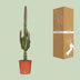 Euphorbia Trigona Rubra (Ø17cm, ↕70cm) - Exotische Schönheit in Rot Bild 4