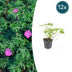 Geranium 'Tiny Monster' - 12x - 10-25cm - Ø9cm Bild 1