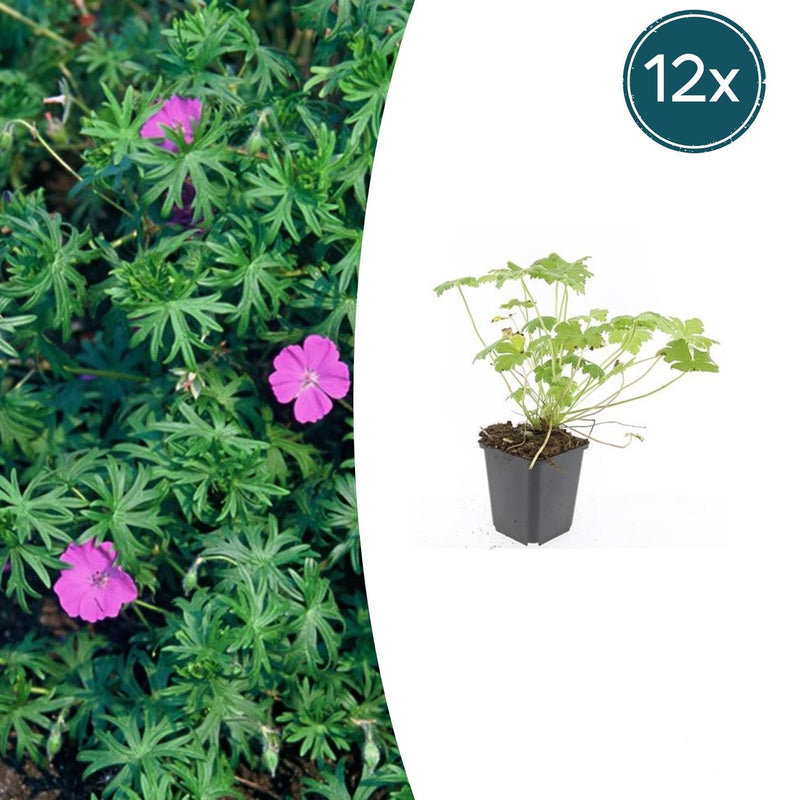 Geranium 'Tiny Monster' - 12x - 10-25cm - Ø9cm