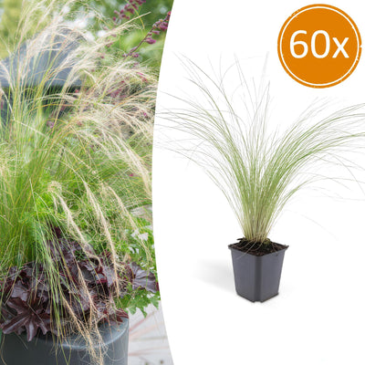 60x Stipa tenuissima 'Ponytails' - ↕10-25cm - Ø9cm