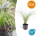 60x Stipa tenuissima 'Ponytails' - ↕10-25cm - Ø9cm Bild 1