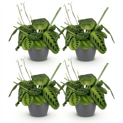 Green boutiQ Maranta Fascinator Lemon Lime – 4 Pflanzen m. Übertopf